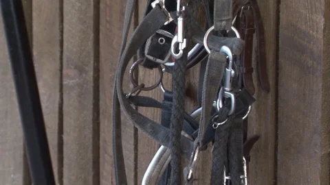 010 Harness 動画素材 77551472