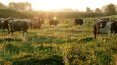 Cows are going for the evening milking.