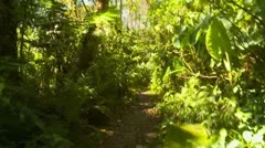 Nature, walking through jungle along a path, POV