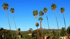 Palm Tree Pasadena Morning 1