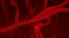 Human blood arteries and veins