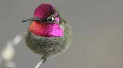 Magnificent Anna's Hummingbird 2