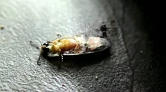 firefly beetle