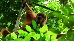 wild orangutan. Sumatra. Indonesia