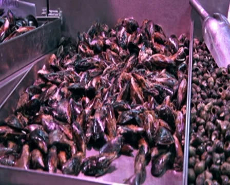 0108 Mercado PAL Stock Footage 8575732
