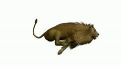 lion running on a white background