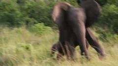 Mother Elephant Charge/Trumpets, Protects Baby