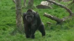 Gorilla walks on grass