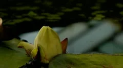 water lily flower