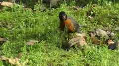 Amid Nature - American Robin Red Breast