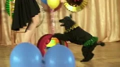 performance of trained circus dogs