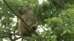 Adult Savannah Baboon sitting in tree in Niassa Reserve, Mozambique.