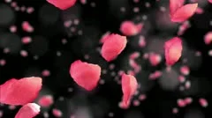 Flying rose petals with DOF. HD. Loop.