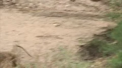 Adult Savannah Baboon running in Niassa Reserve, Mozambique.