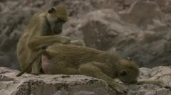 Adult Savannah Baboons grooming in Niassa Reserve, Mozambique.