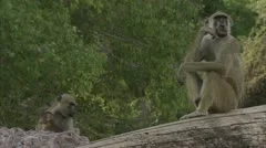 Infant and adult Savannah Baboons in Niassa Reserve, Mozambique.