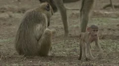 Infant and adult Savannah Baboons foraging in Niassa Reserve, Mozambique.