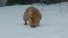 swedisch fox