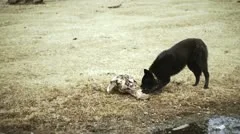stock video footage homeless dog eats