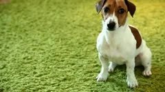 Jack Russell, grass, puppy, dog, funny puppy
