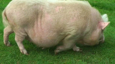 0108siga HD Video stock 843177