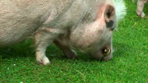 0108siga HD Video stock 843178