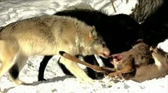 Wild Gray Wolves Feed on a Deer Carcass (wild pack photographed from a blind)
