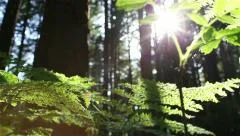 Forest Floor Fern, Glimmering Sun, Dolly, Tracking