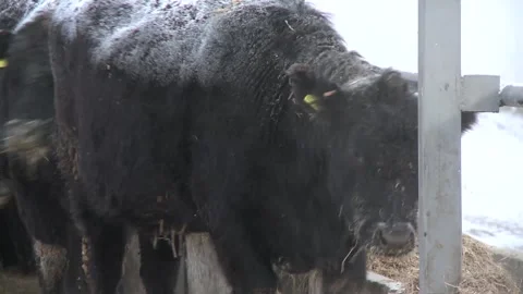 010Angus cows eat feed from troughs on an open farm in winter. Stock Footage 164786735