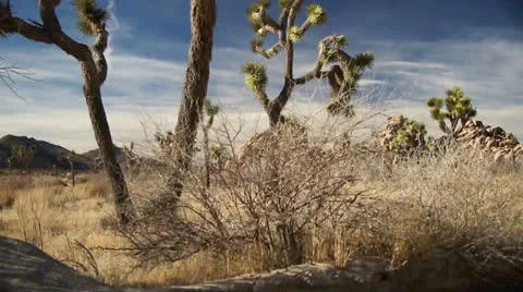 010JoshuaTreeNP Stock-Footage 26663202