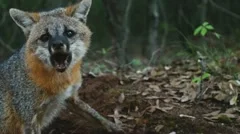Fox Aggression