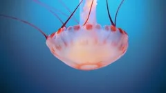 A Beautiful Jellyfish (Chrysaora fuscescens) Floats Through the Ocean