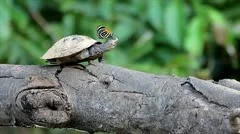 Butterfly and Yellow-spotted Amazon River Turtle on a log in the Amazon