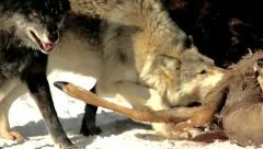 Wild Gray Wolves Feed on a Deer Carcass (wild pack photographed from a blind)