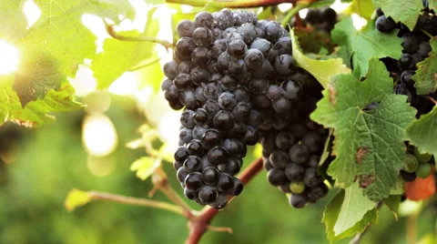 0111 Black grape in a vineyard Video stock 30777877