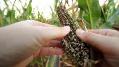 Hands touching Drought Ravaged Dead Corn