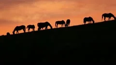 Grazing Horses on Hillside at Sunset
