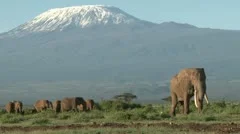 a bull elephant leads a group of elephants from kilimanjaro