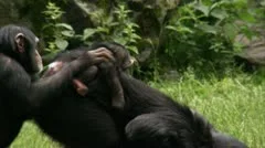 WS TS Common Chimpanzee (Pan troglodytes) with two babies playing on grass