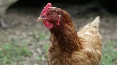 close up of chicken