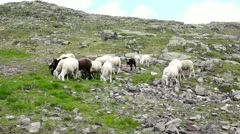 A flock of sheep at watering place