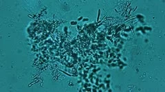 Bacteria Colony Sample (HD)  800x