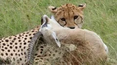A Cheetah subdues its prey in the Masai Mara, Kenya, Africa.