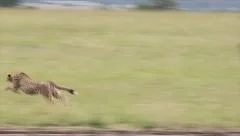 A Cheetah gives chase and successfully kills its prey in Kenya, Africa.