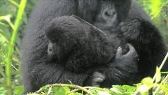 WILD Mountain Gorilla Seen Here Caring for her Newborn Baby in Rwanda