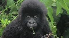 Wild Mountain Gorilla Baby Eating on Mom's Shoulders in Rwanda