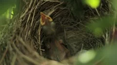 Bird newborn cries from hunger