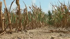 Drought conditions in farm field