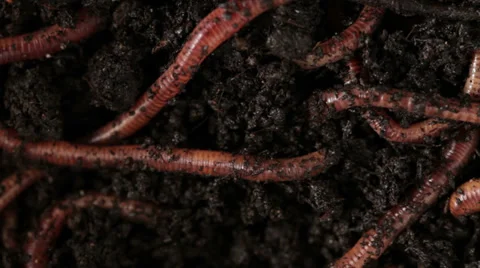 0114 Earthworm Stock Footage 30675449