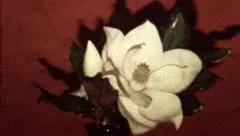 Vintage Time Lapse Flower Blooming Super8 Film
